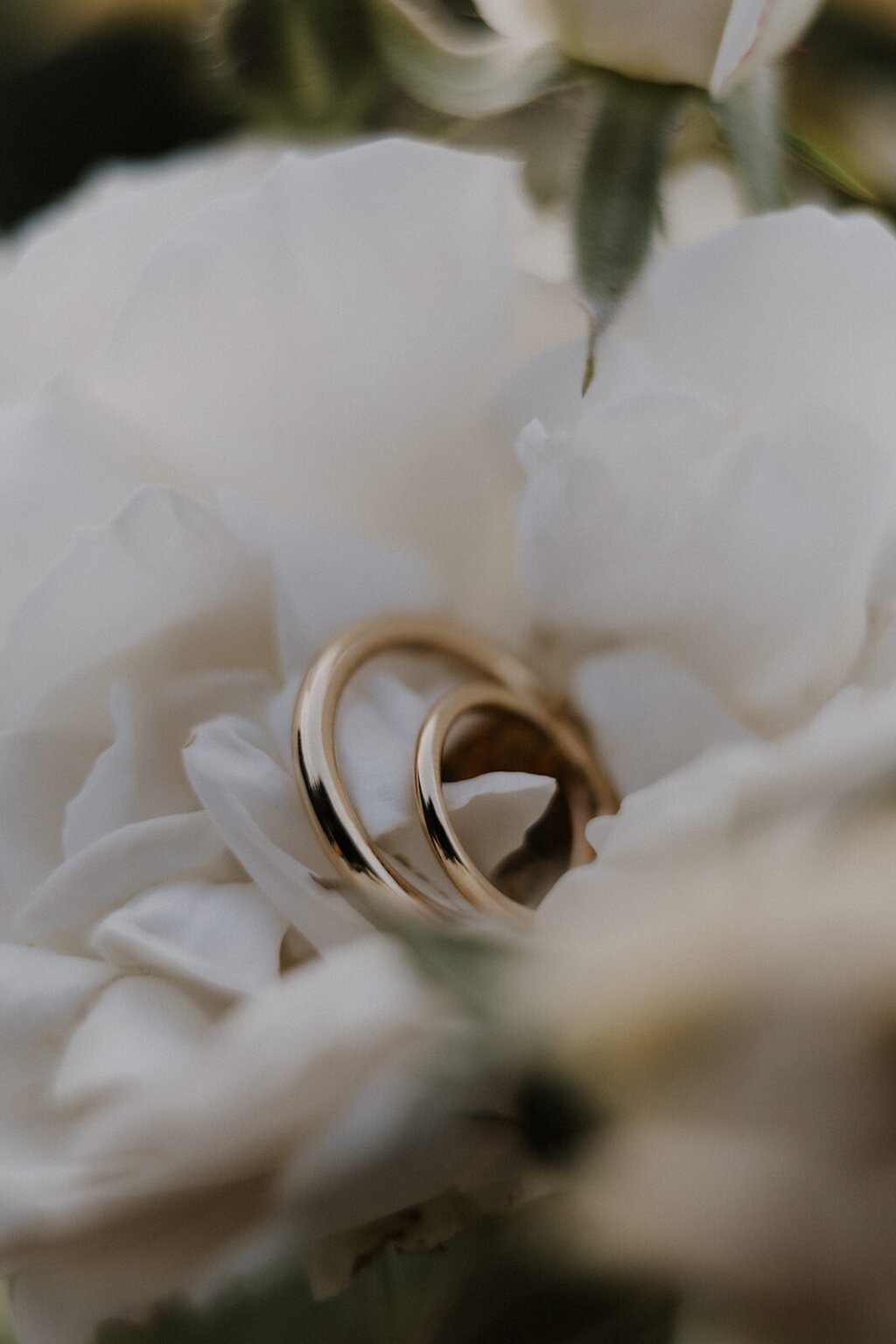 Zwei Goldene Hochzeitsringe in einer weißen Rose liegend sehr nah fotografiert.