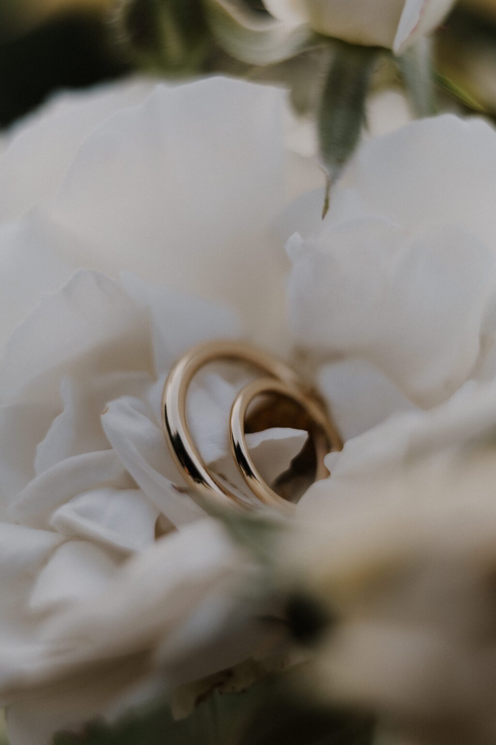 Zwei schlichte goldene Eheringe liegen nebeneinander in der Mitte einer weißen Rose.